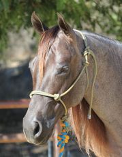 Rope-Halter - Chocolate-Turquoise